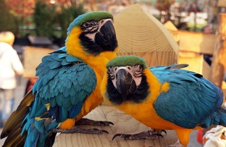 Obiteljska ulaznica za uživanje u MINI ZOO LANDU u Sloveniji